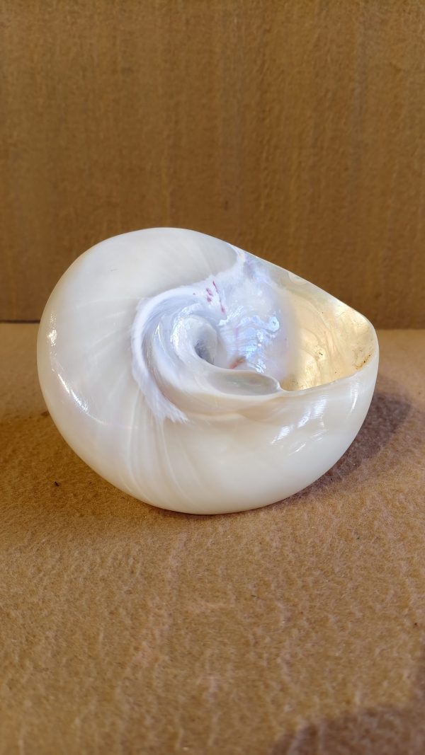 Polished Moon Shell or Nautilus Shell with Mother-of-Pearl Finish | Deshiya