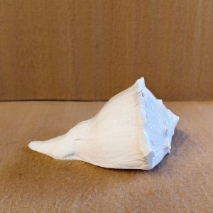 White Conch Shell or Ceremonial Shankha