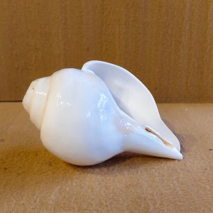 Left-Handed White Conch Shell or Valampuri Shankha
