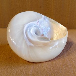 Polished Moon Shell or Nautilus Shell with Mother-of-Pearl Finish